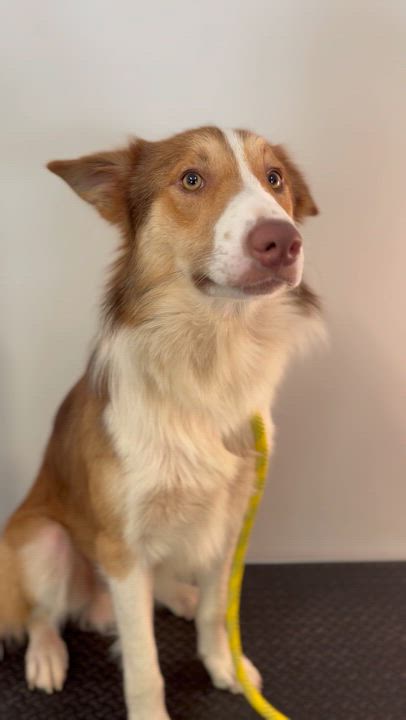 Enlarge Blaze, a ADOPTABLE mixed breed in Richmond, VA video 6/6