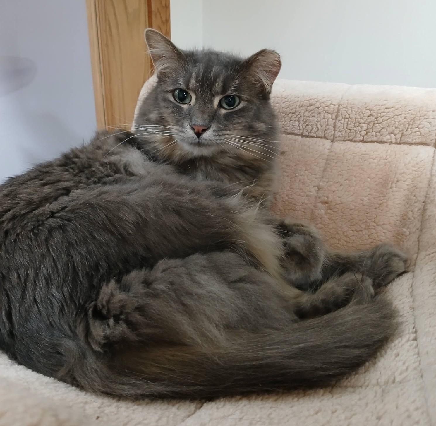 Enlarge Puff, a Adoptable Domestic Long Hair in Grand Rapids, MI image 6/6