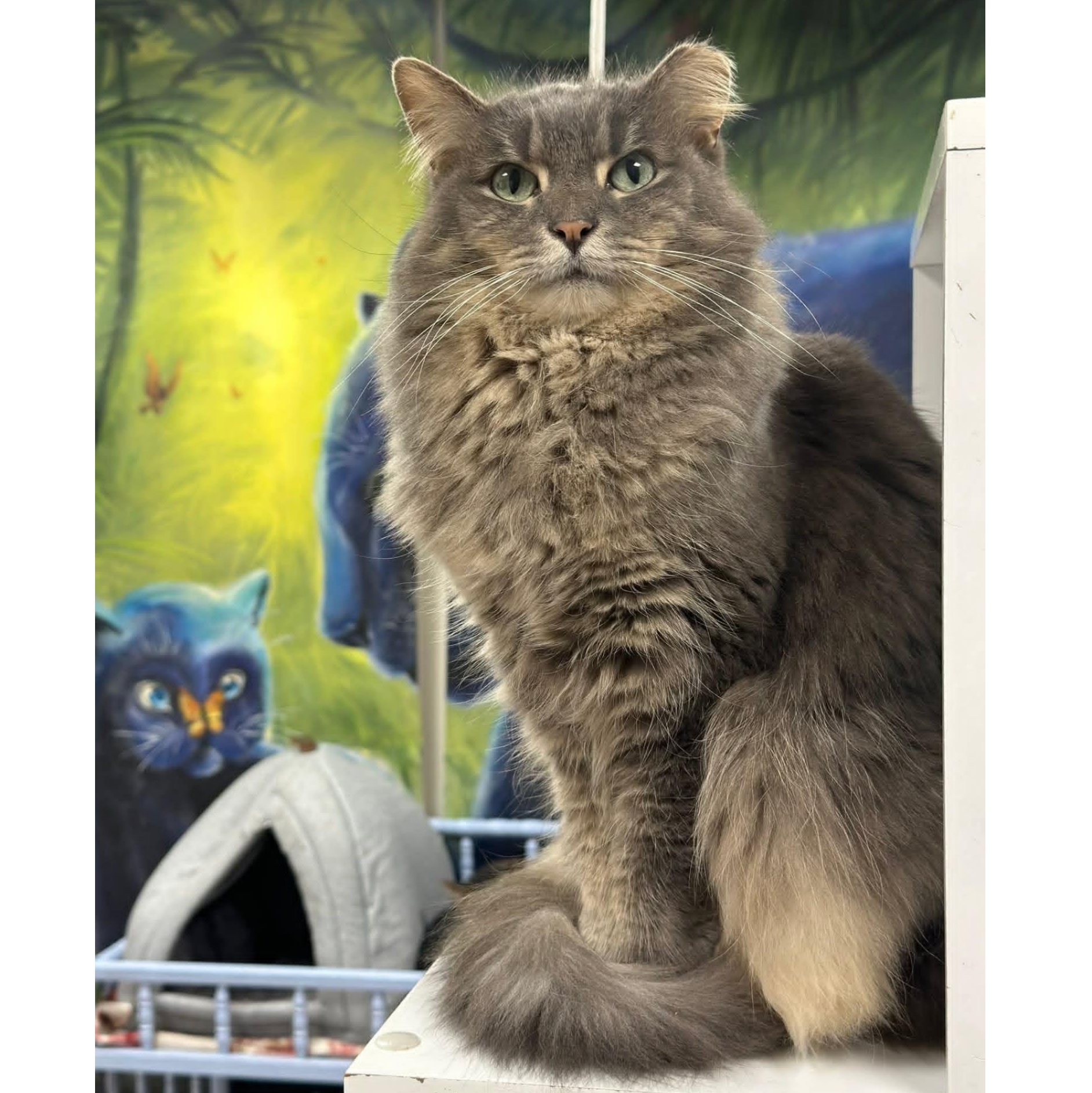 Enlarge Puff, a Adoptable Domestic Long Hair in Grand Rapids, MI image 3/6