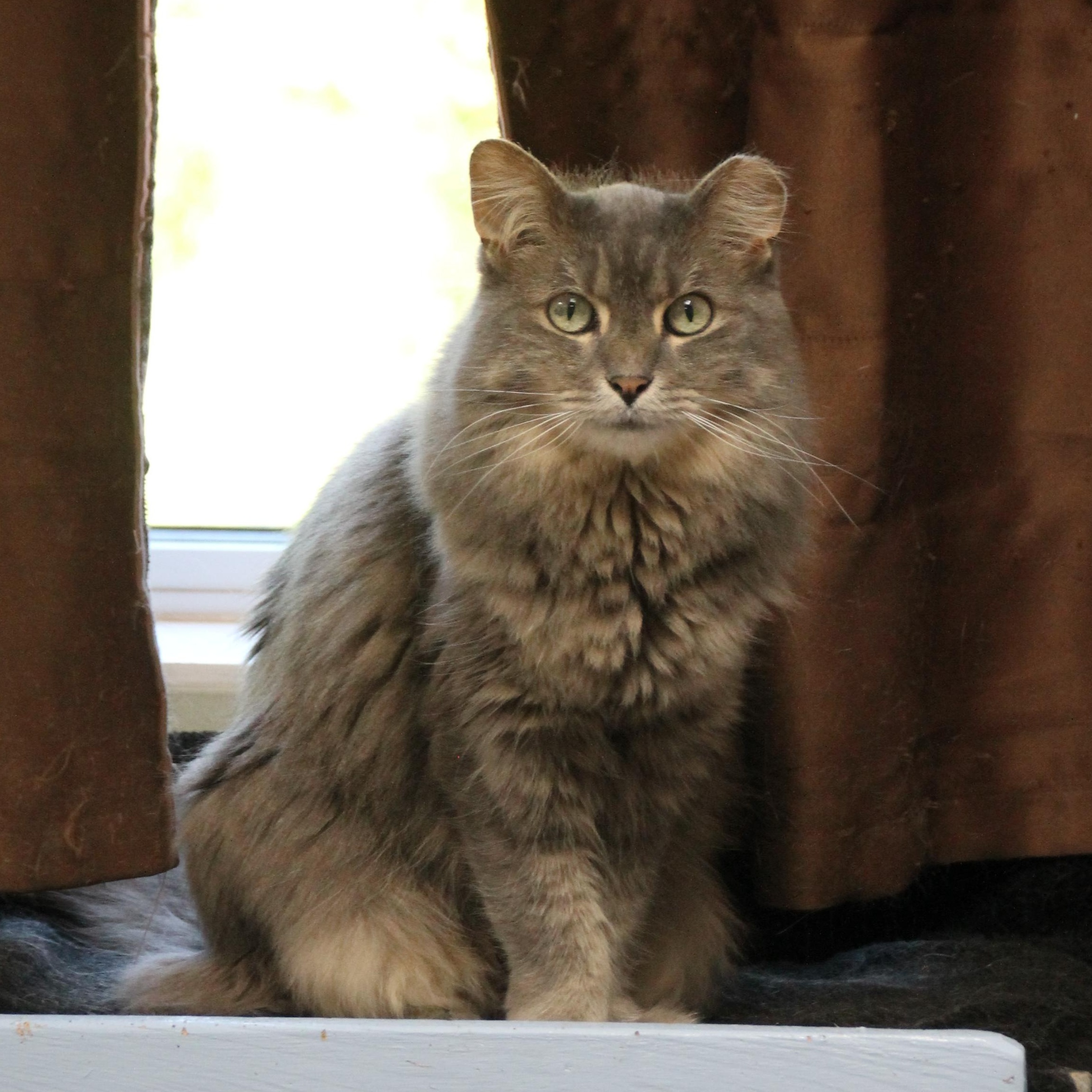 Enlarge Puff, a Adoptable Domestic Long Hair in Grand Rapids, MI image 5/6