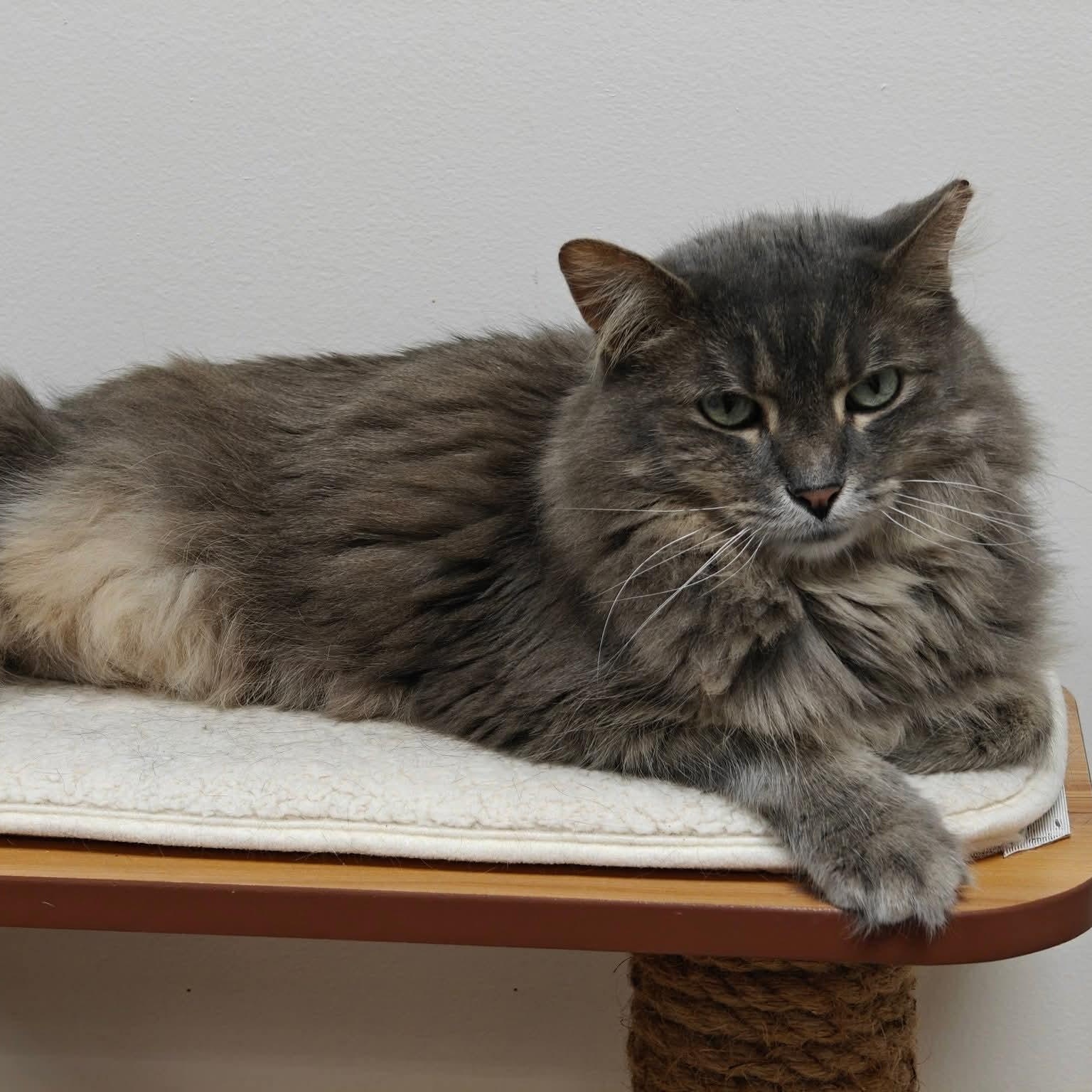 Enlarge Puff, a Adoptable Domestic Long Hair in Grand Rapids, MI image 1/6