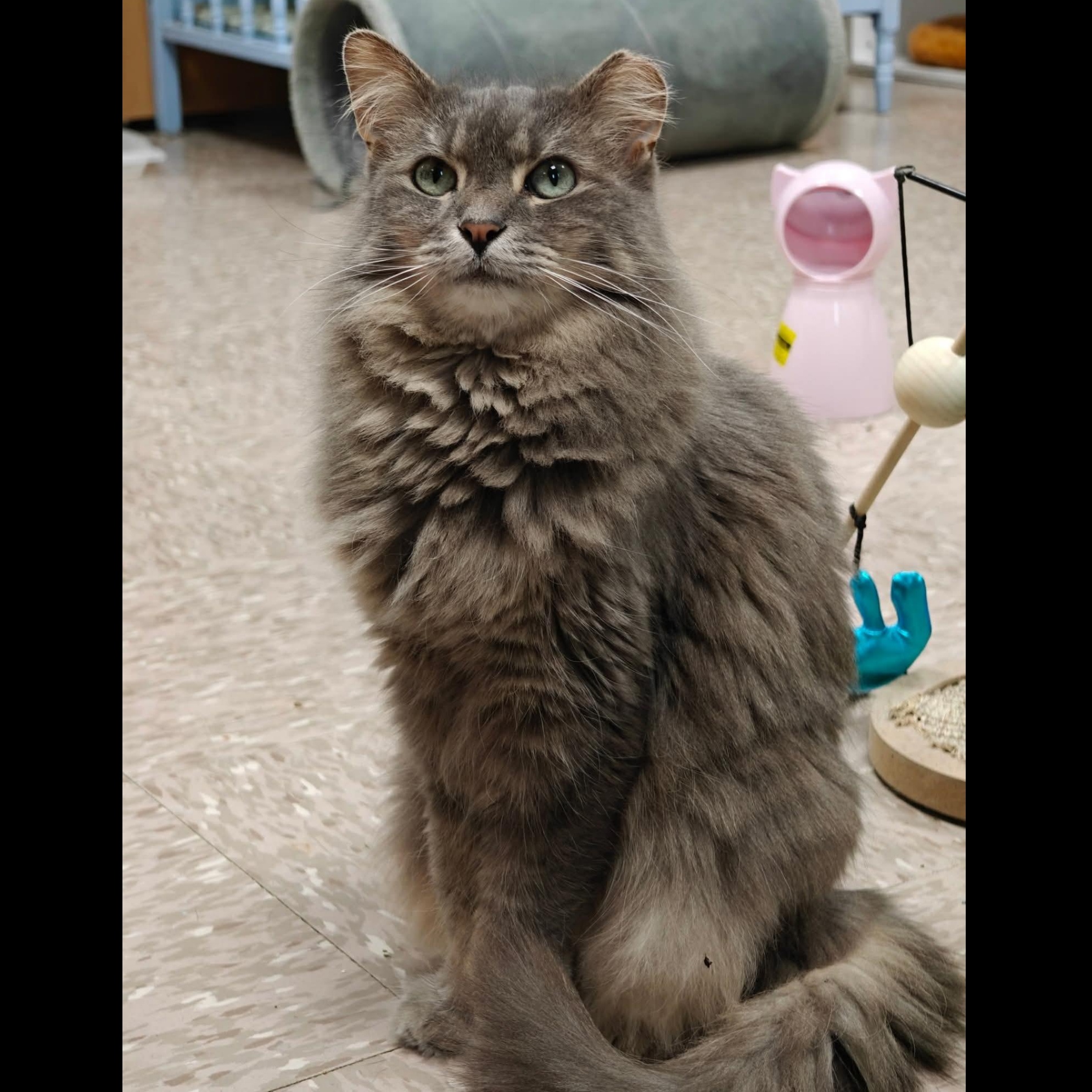 Enlarge Puff, a Adoptable Domestic Long Hair in Grand Rapids, MI image 4/6
