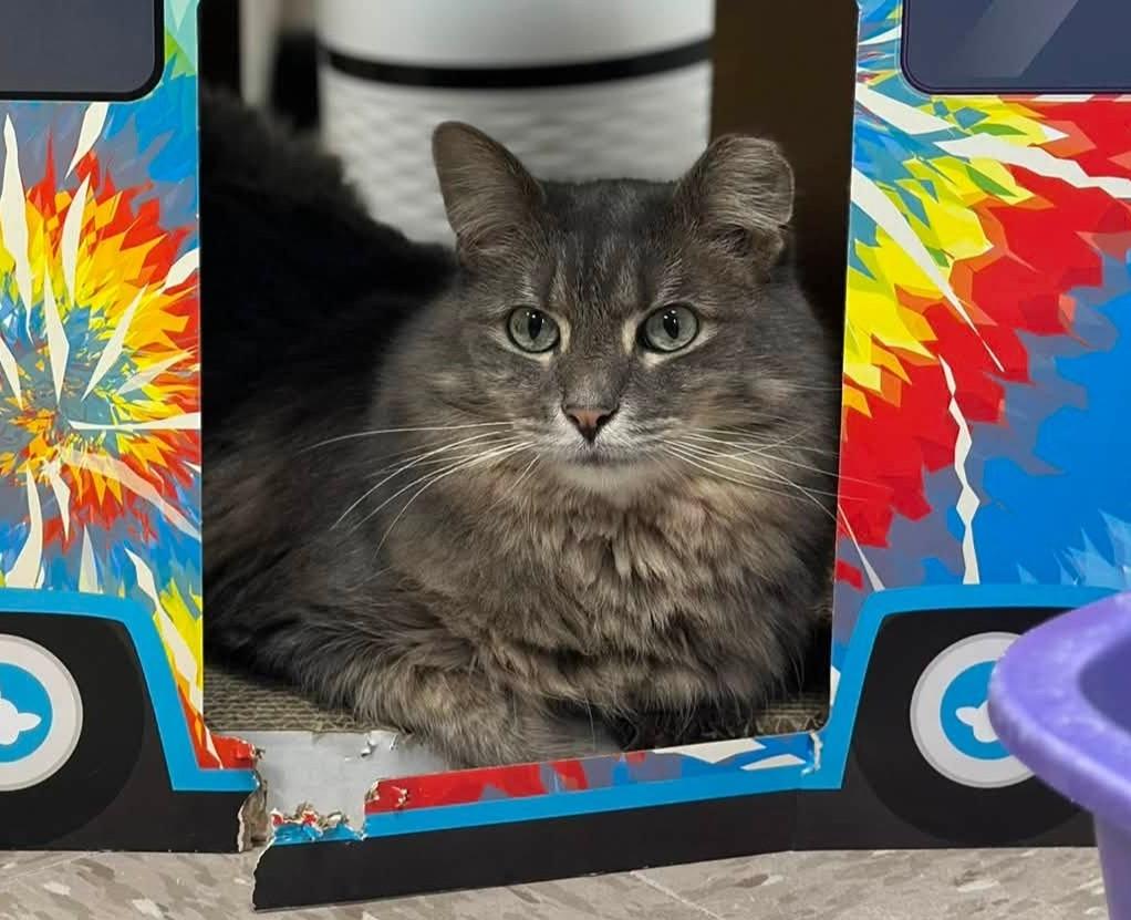 Enlarge Puff, a Adoptable Domestic Long Hair in Grand Rapids, MI image 2/6