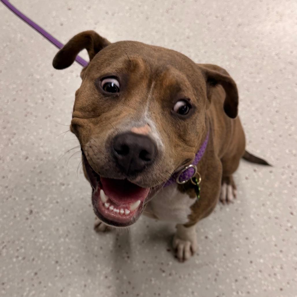 Enlarge Magenta, a Adoptable Pit Bull Terrier in Indianapolis, IN image 1/6