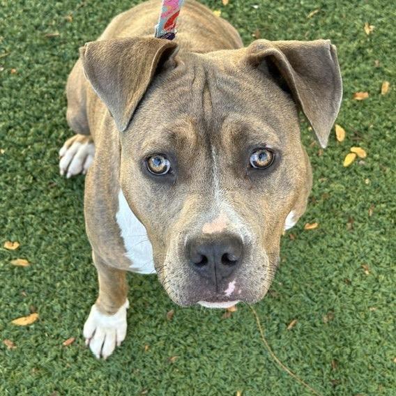 Enlarge Magenta, a Adoptable Pit Bull Terrier in Indianapolis, IN image 2/6