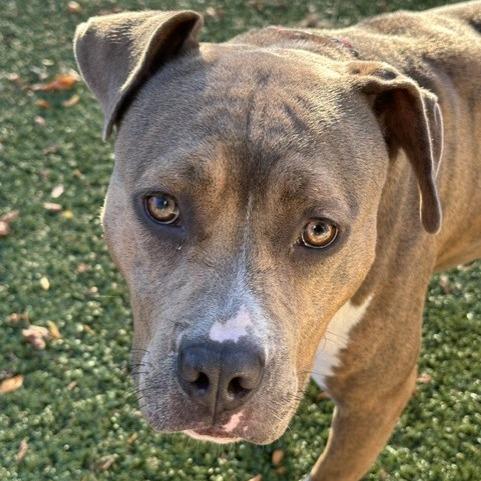 Enlarge Magenta, a Adoptable Pit Bull Terrier in Indianapolis, IN image 3/6