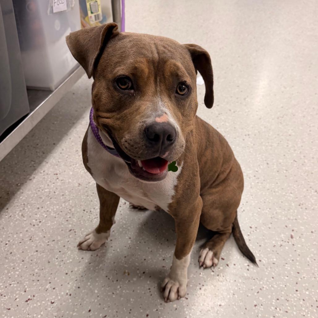 Enlarge Magenta, a Adoptable Pit Bull Terrier in Indianapolis, IN image 4/6