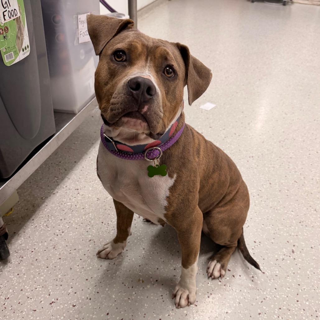 Enlarge Magenta, a Adoptable Pit Bull Terrier in Indianapolis, IN image 5/6