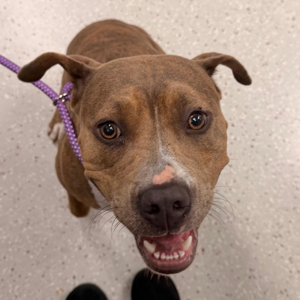 Enlarge Magenta, a Adoptable Pit Bull Terrier in Indianapolis, IN image 6/6
