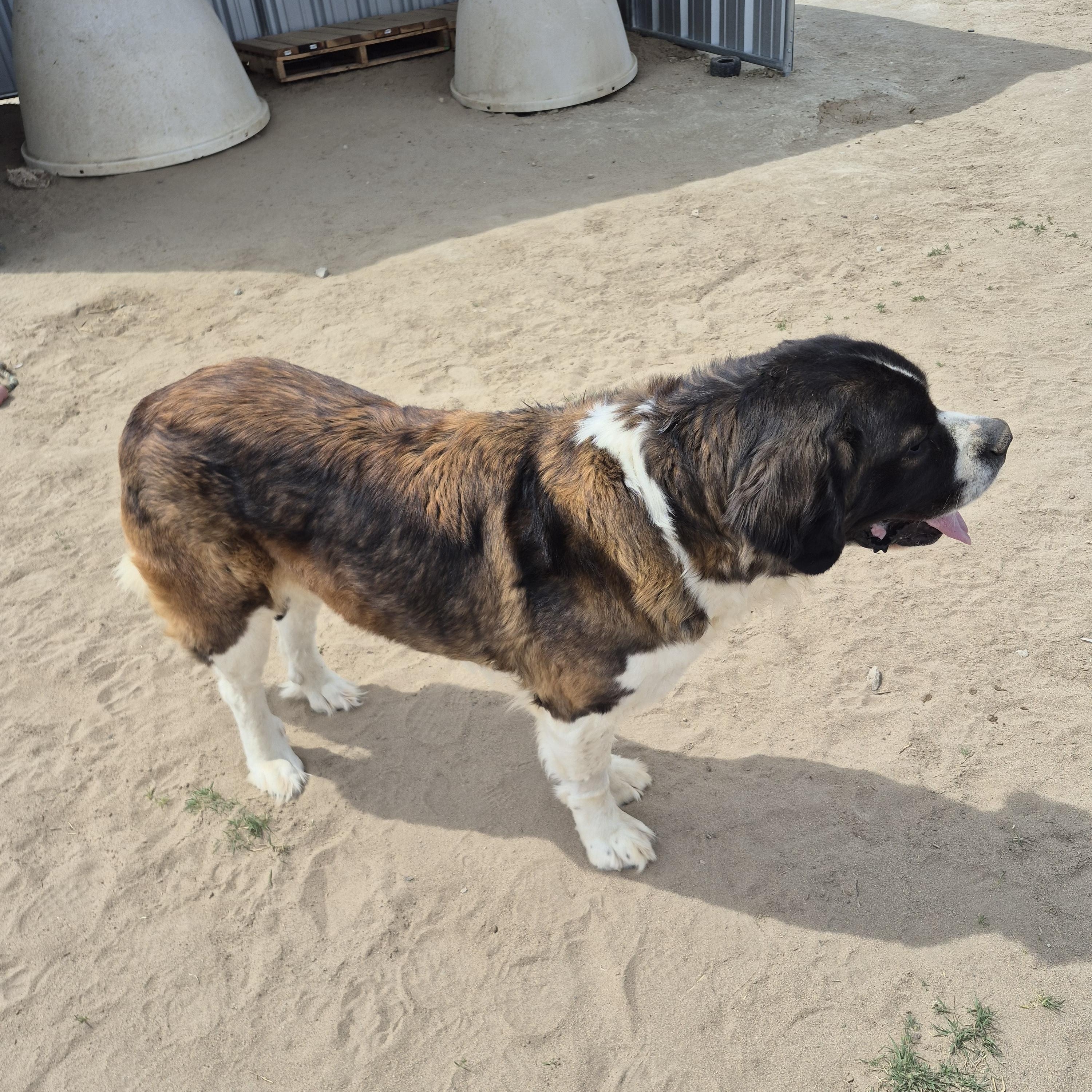 Enlarge KALEA, a ADOPTABLE Saint Bernard in Sparks, NV image 3/3