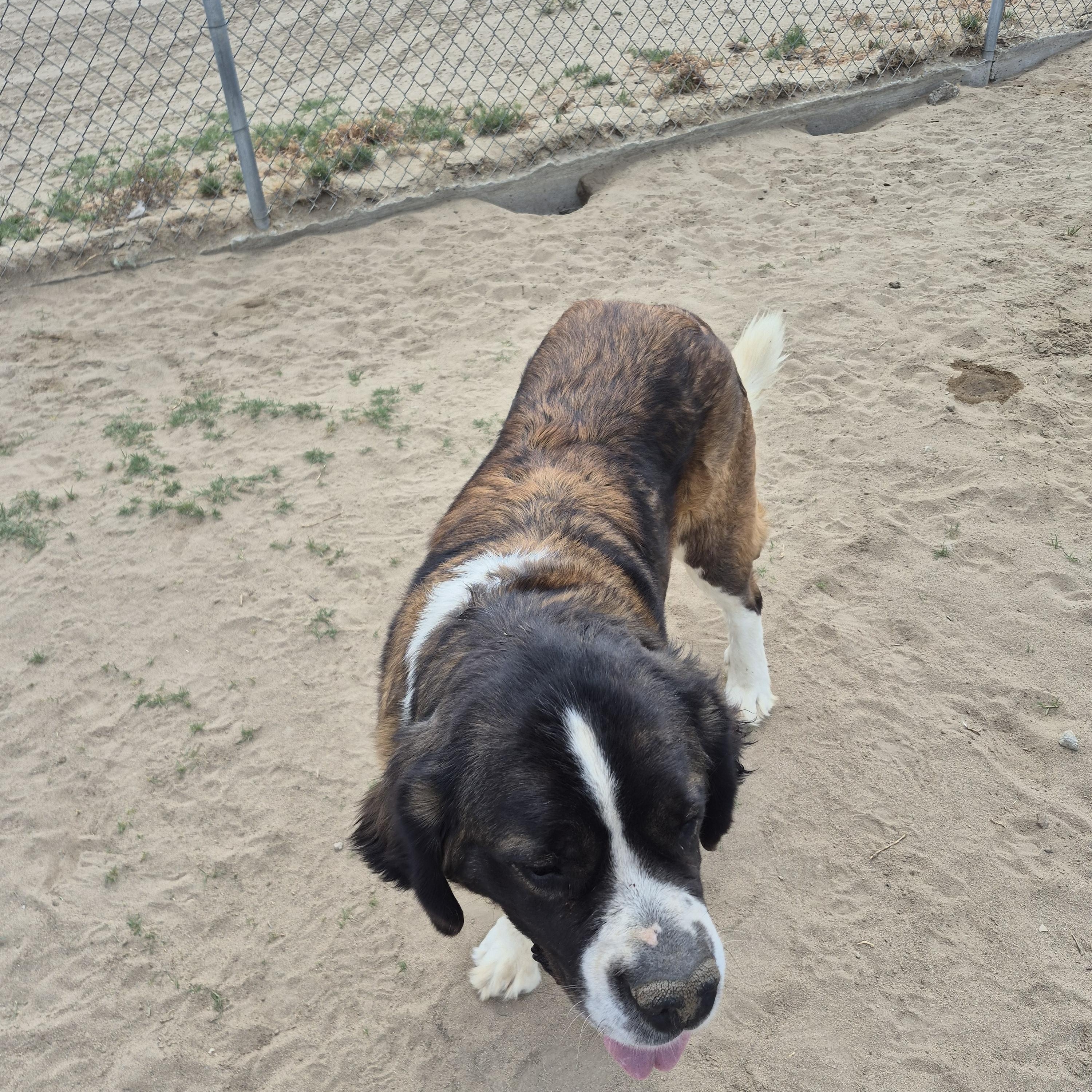 Enlarge KALEA, a ADOPTABLE Saint Bernard in Sparks, NV image 2/3