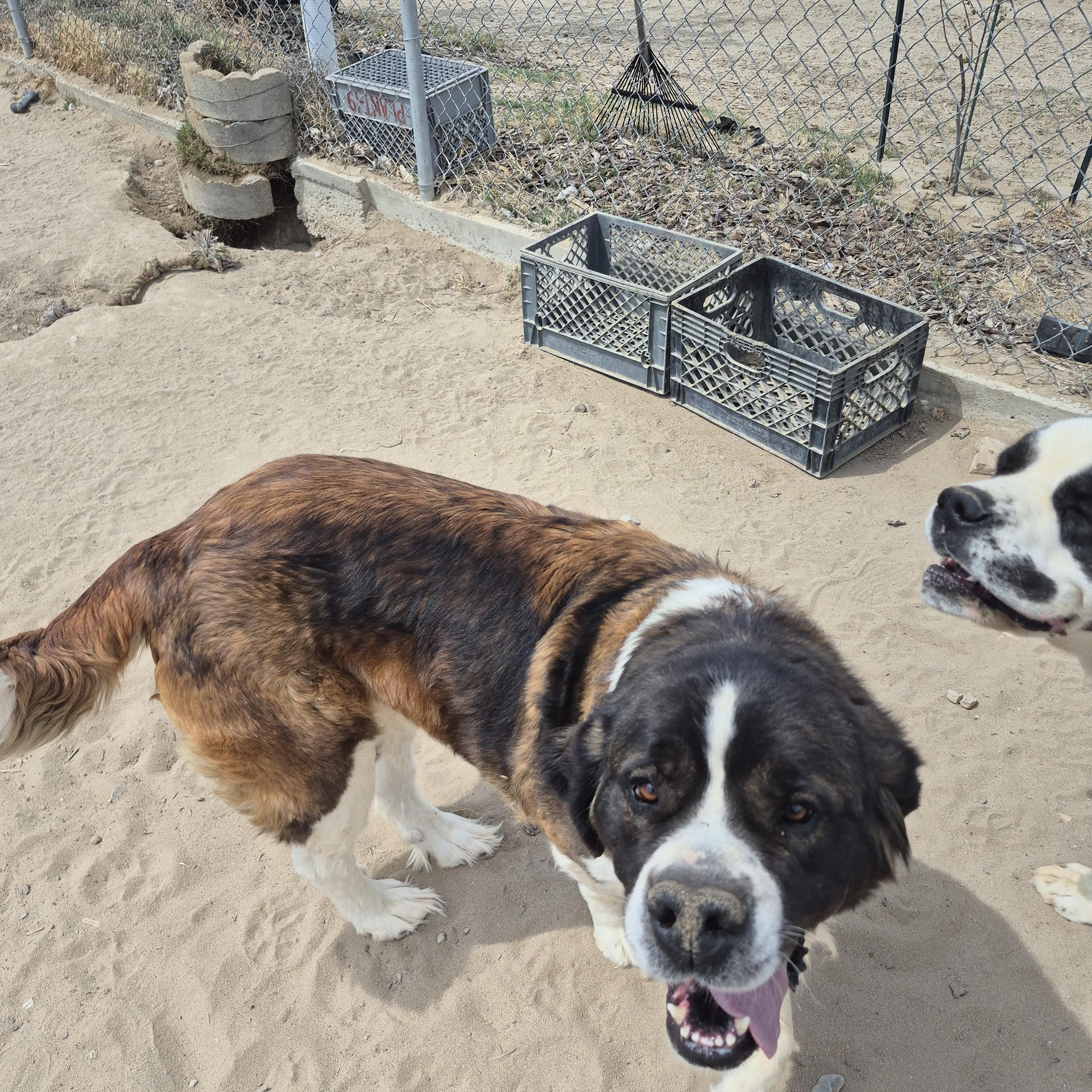 KALEA, ADOPTABLE, Young Female Saint Bernard.