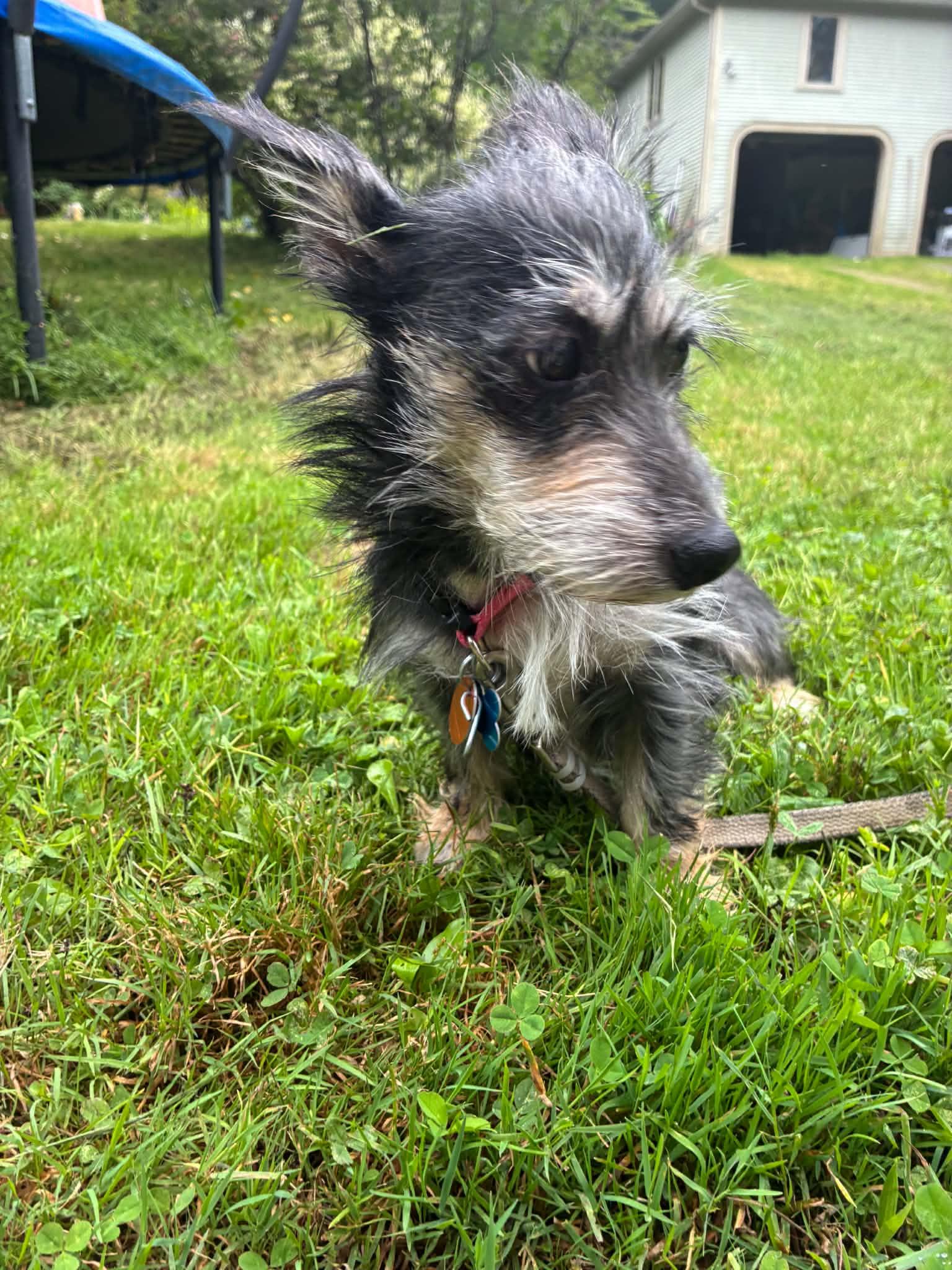 Abby, Adopted, Young Female Dachshund.