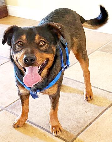 Enlarge Toblerone, a ADOPTABLE mixed breed in Poway, CA image 6/6