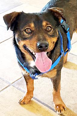 Enlarge Toblerone, a ADOPTABLE mixed breed in Poway, CA image 4/6