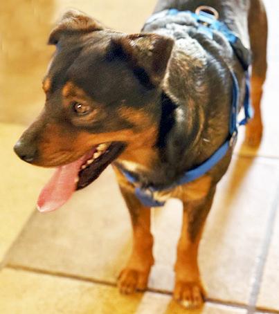 Enlarge Toblerone, a ADOPTABLE mixed breed in Poway, CA image 3/6