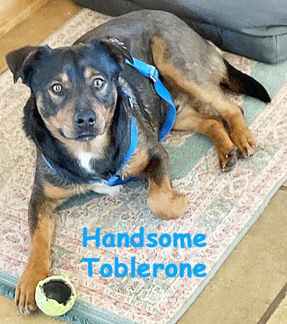Toblerone, ADOPTABLE, Young Male Australian Kelpie & Australian Cattle Dog / Blue Heeler.