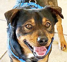 Enlarge Toblerone, a ADOPTABLE mixed breed in Poway, CA image 5/6