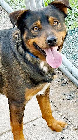 Enlarge Toblerone, a ADOPTABLE mixed breed in Poway, CA image 2/6