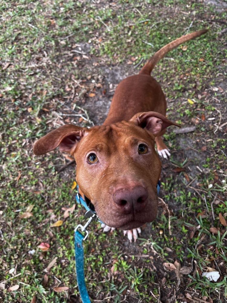 Zeus, a Adoptable mixed breed in Lakeland, FL image 1/6