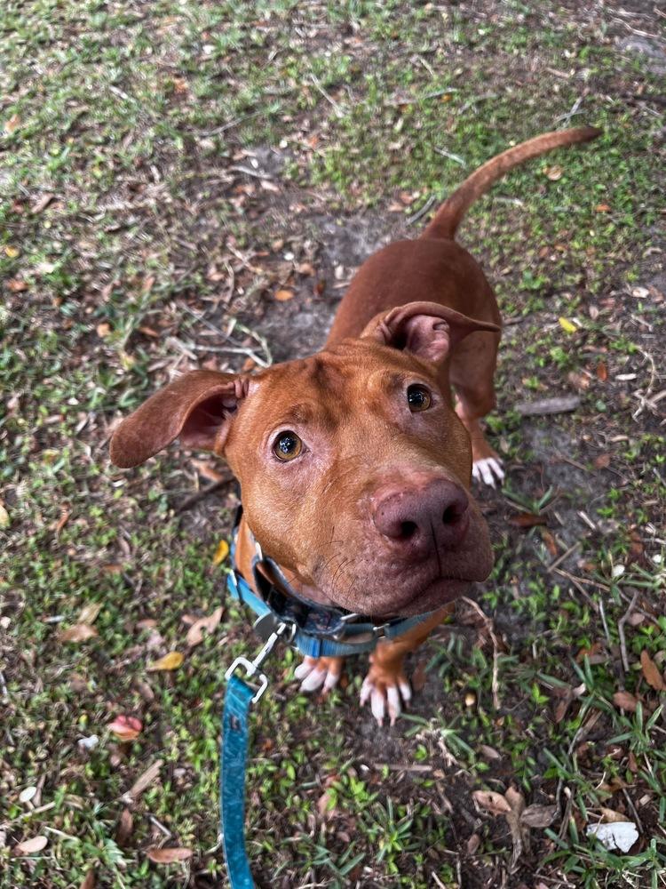 Zeus, Adoptable, Young Male Mountain Cur & Mixed Breed.