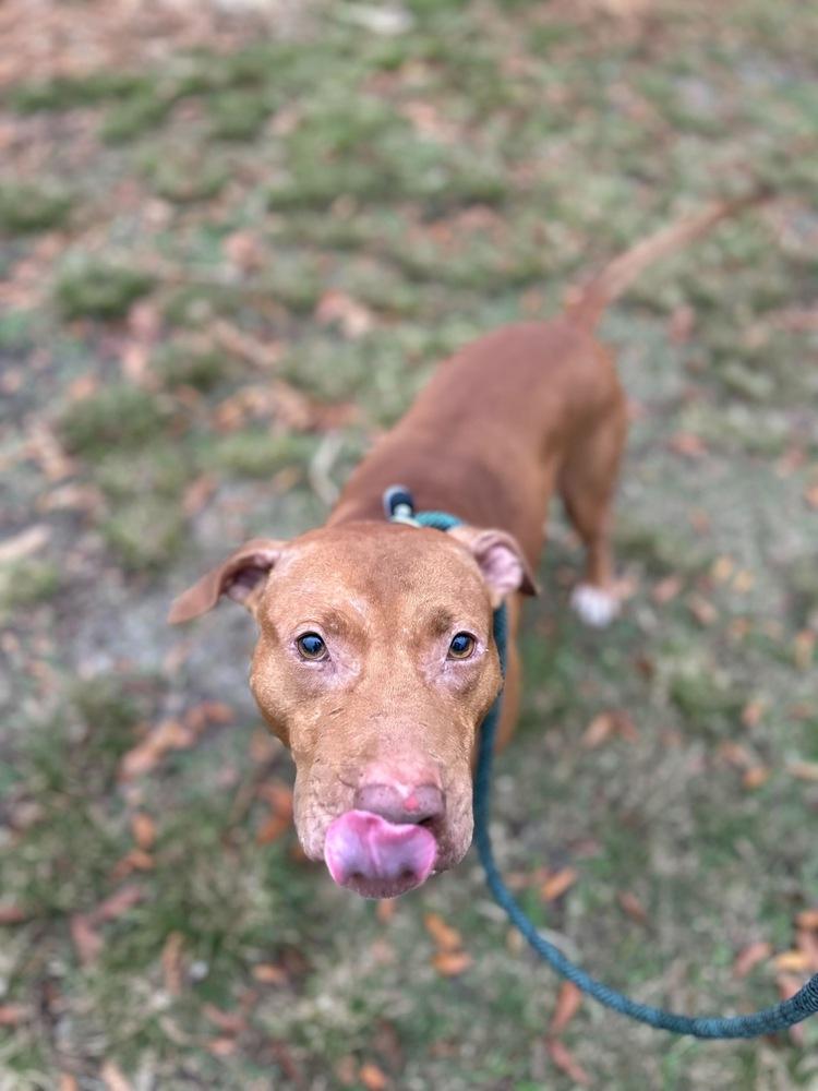 Zeus, a Adoptable mixed breed in Lakeland, FL image 5/6