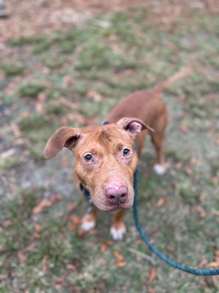 Zeus, a Adoptable mixed breed in Lakeland, FL image 6/6