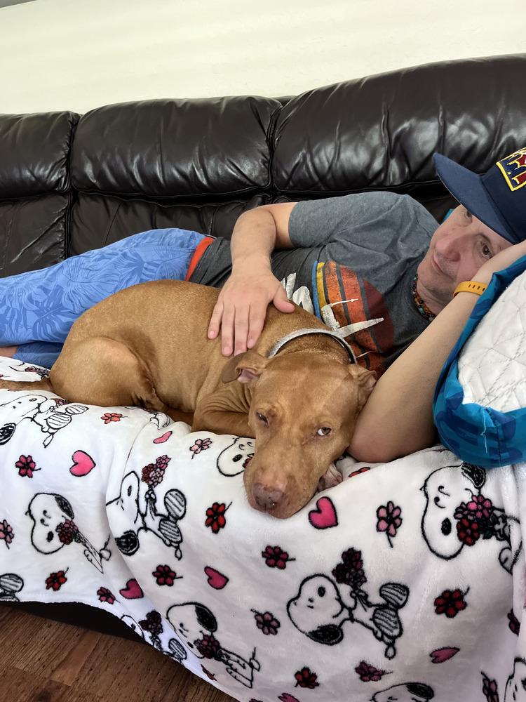 Zeus, a Adoptable mixed breed in Lakeland, FL image 6/6
