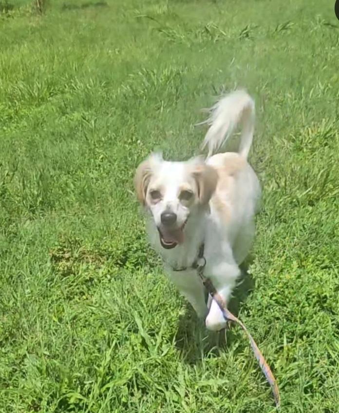 Orion, a Adoptable mixed breed in Fort Myers, FL image 1/3