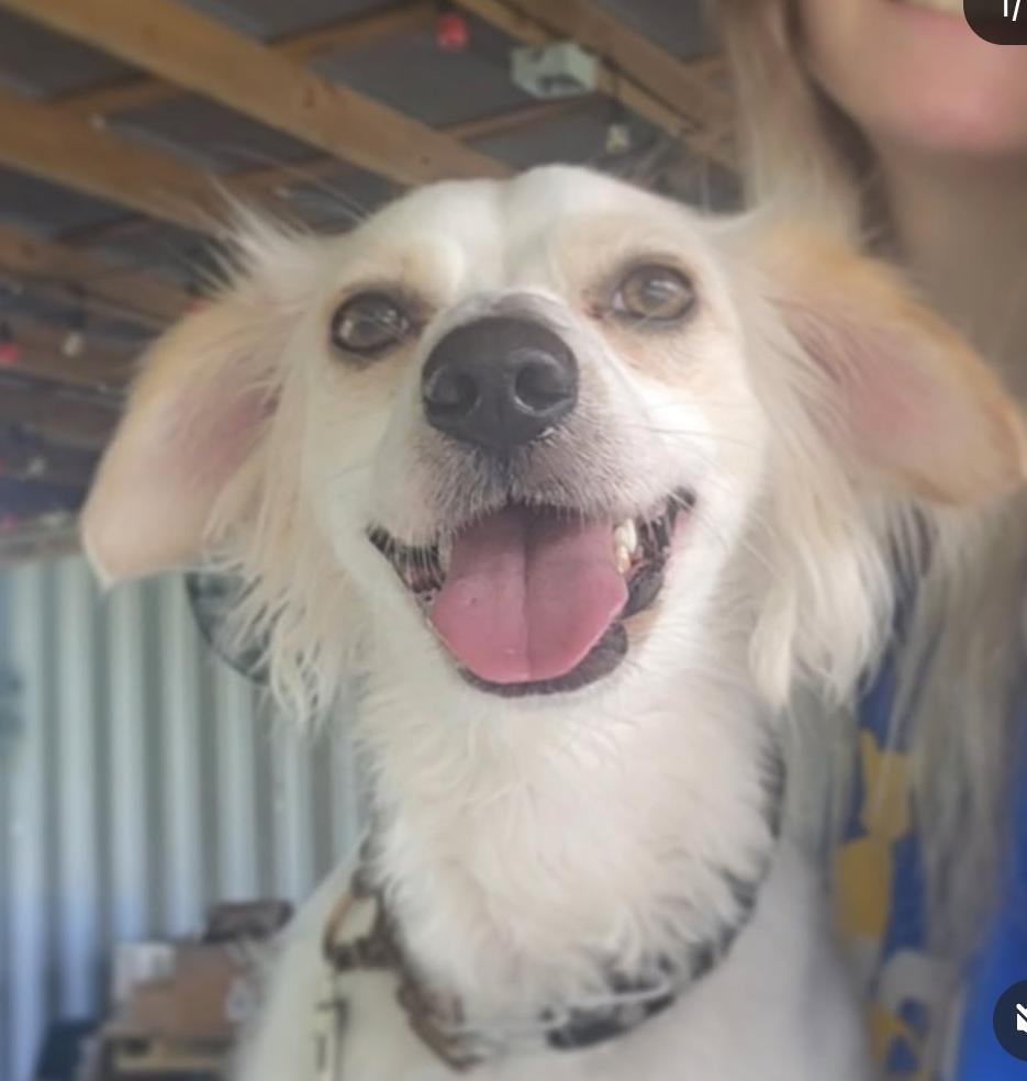 Orion, a Adoptable mixed breed in Fort Myers, FL image 2/3