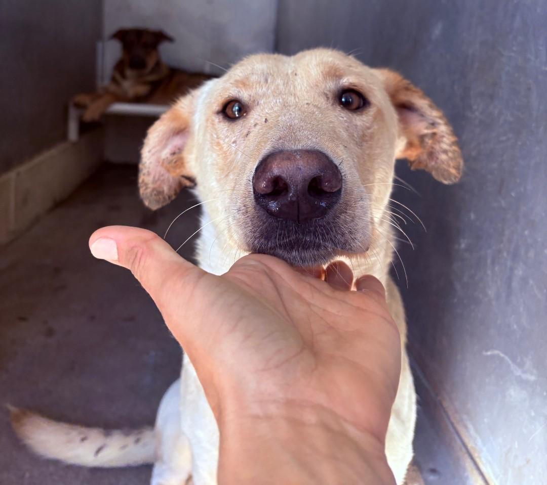 Enlarge DJ, a ADOPTABLE mixed breed in Berea, KY image 1/2