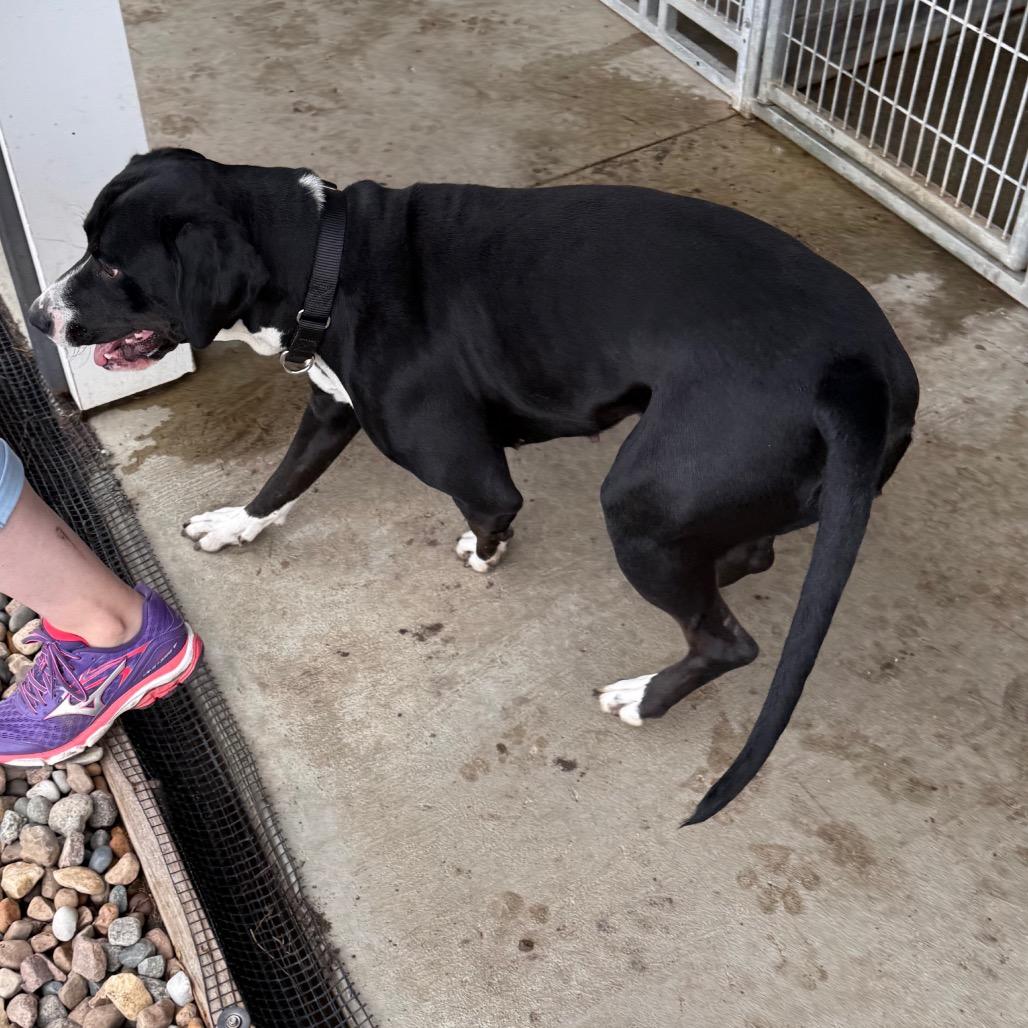 Enlarge Amira, a Adoptable mixed breed in Carroll, IA image 1/6