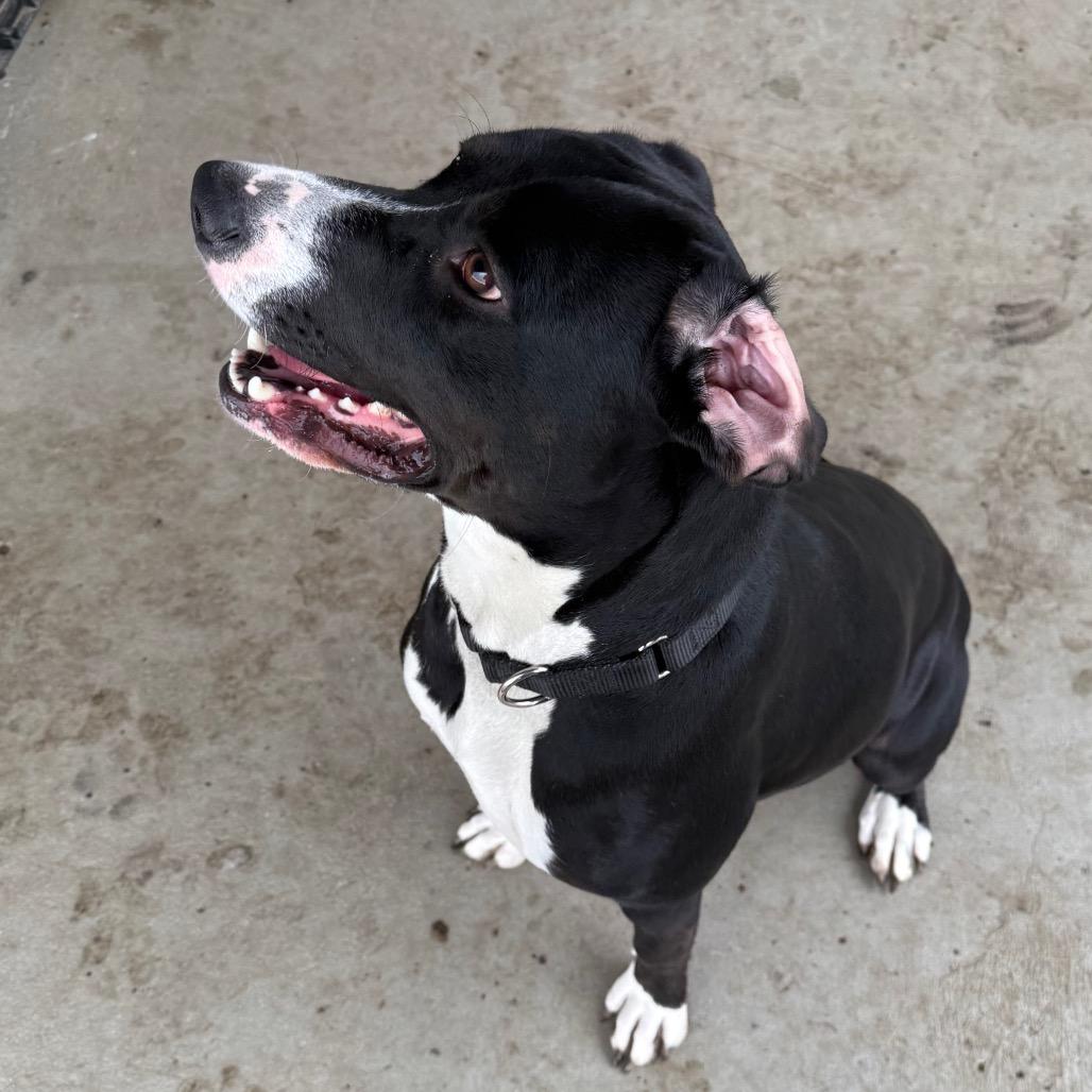 Enlarge Amira, a Adoptable mixed breed in Carroll, IA image 2/6
