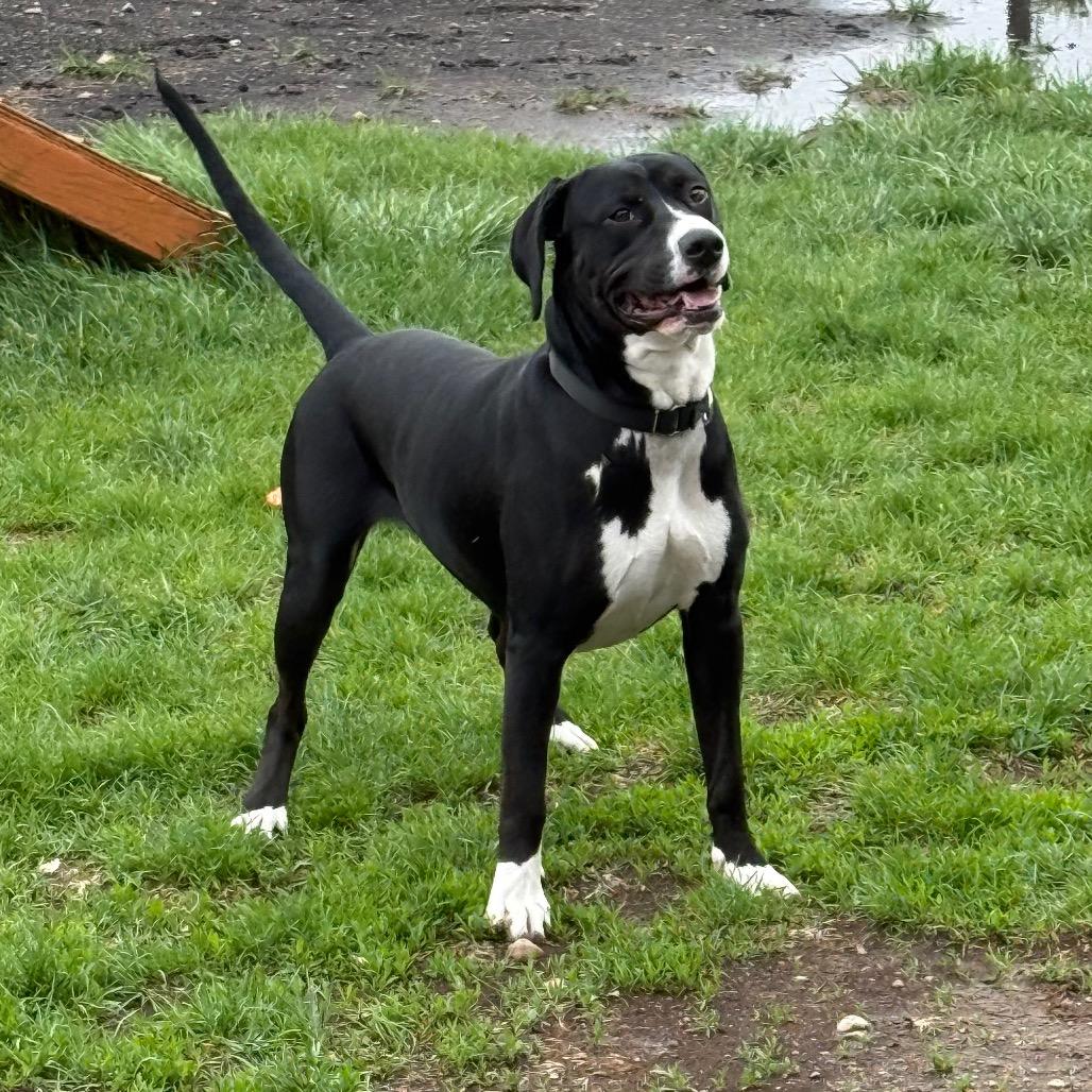 Enlarge Amira, a Adoptable mixed breed in Carroll, IA image 3/6