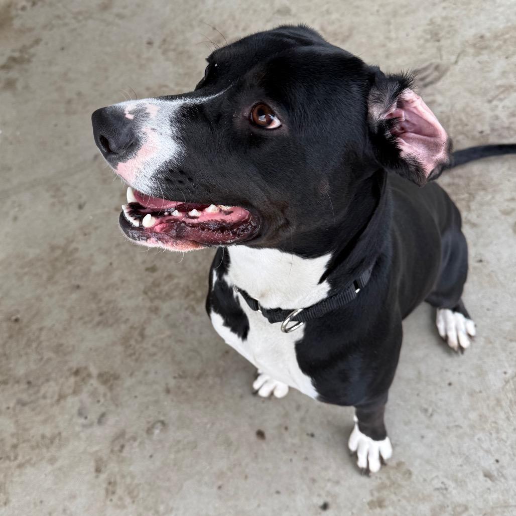 Enlarge Amira, a Adoptable mixed breed in Carroll, IA image 4/6