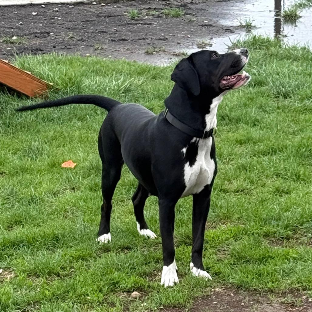 Enlarge Amira, a Adoptable mixed breed in Carroll, IA image 5/6