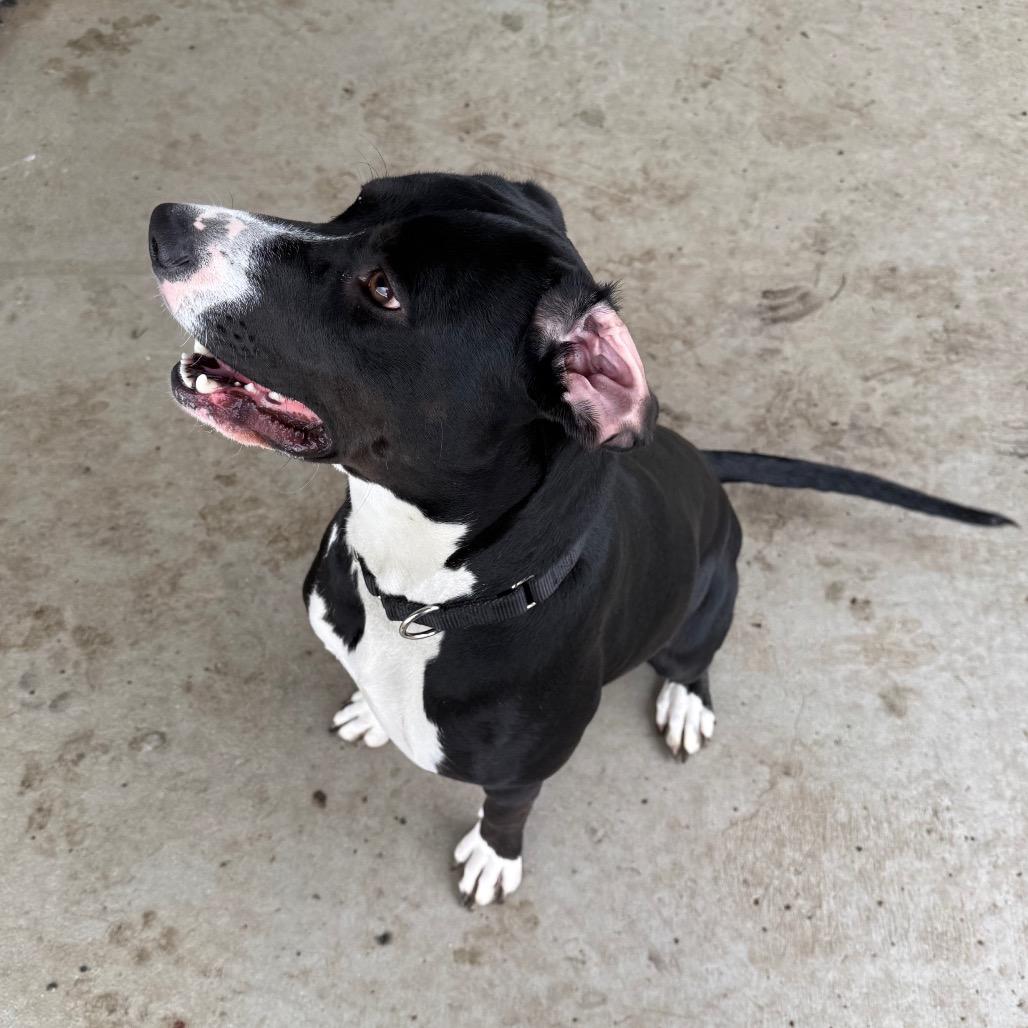 Enlarge Amira, a Adoptable mixed breed in Carroll, IA image 6/6