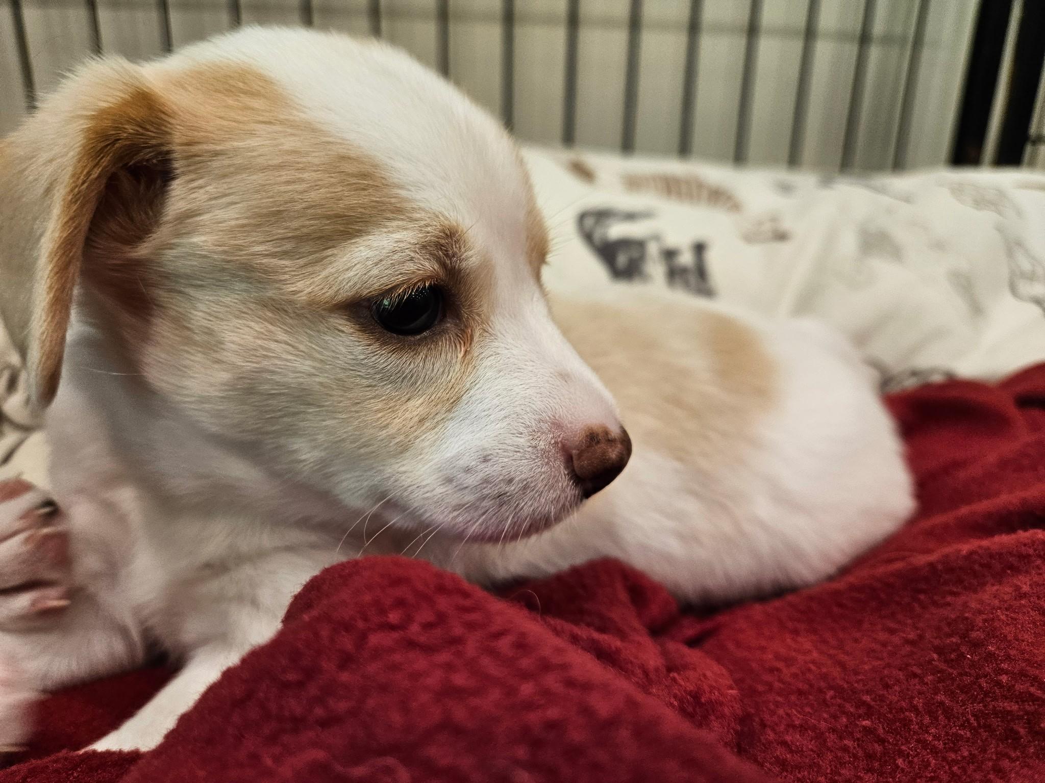 Gouda - a Baby Girl from the Cheese Family!, an adoptable Beagle, Pomsky in Buford, GA, 30519 | Photo Image 3