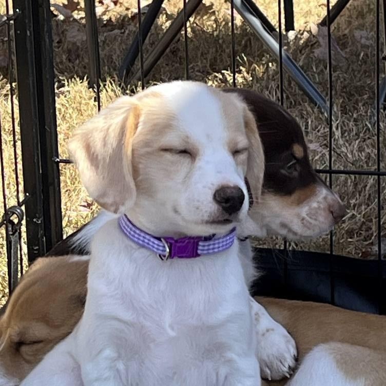 Gouda - a Baby Girl from the Cheese Family!, an adoptable Beagle, Pomsky in Buford, GA, 30519 | Photo Image 2