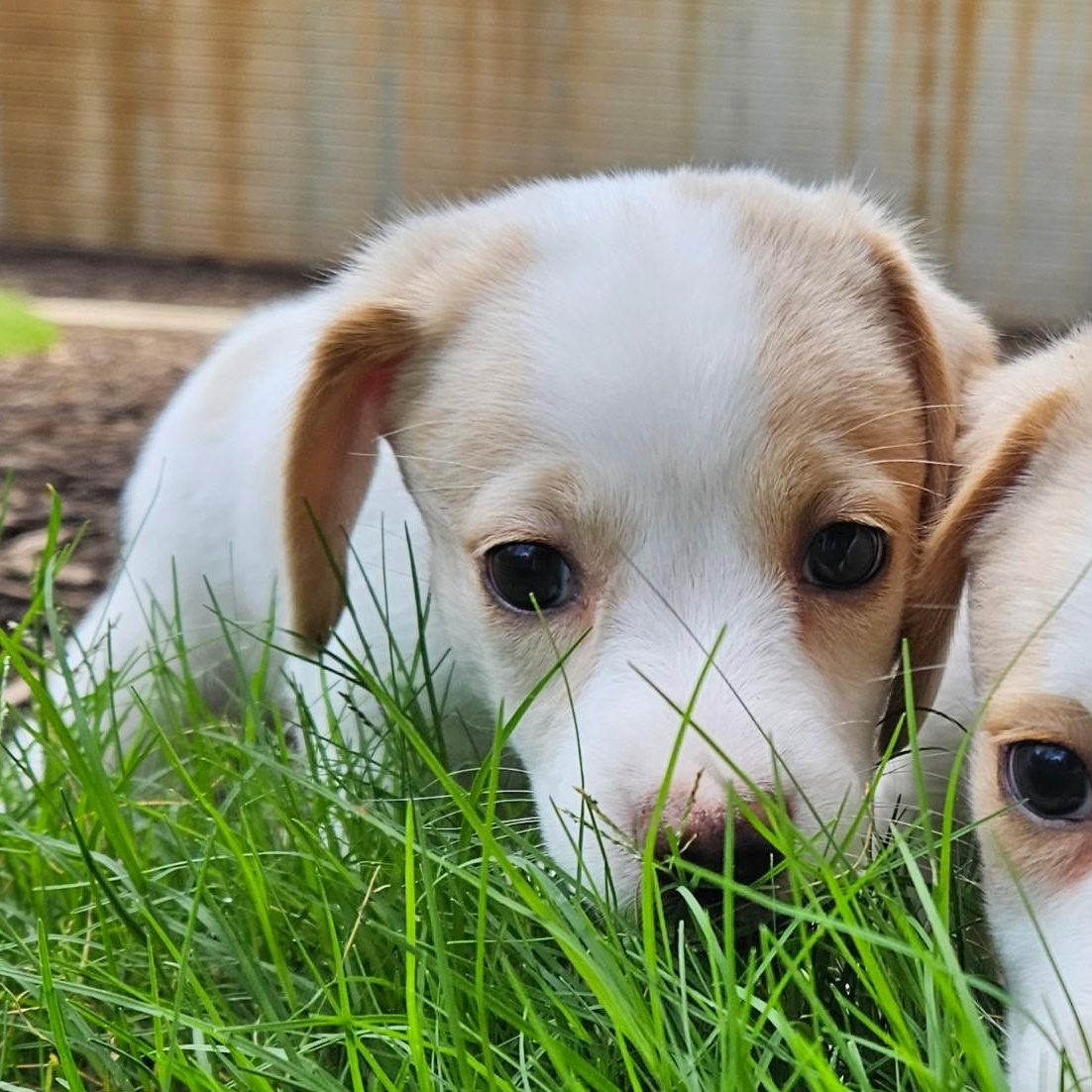 Gouda - a Baby Girl from the Cheese Family!, an adoptable Beagle, Pomsky in Buford, GA, 30519 | Photo Image 4