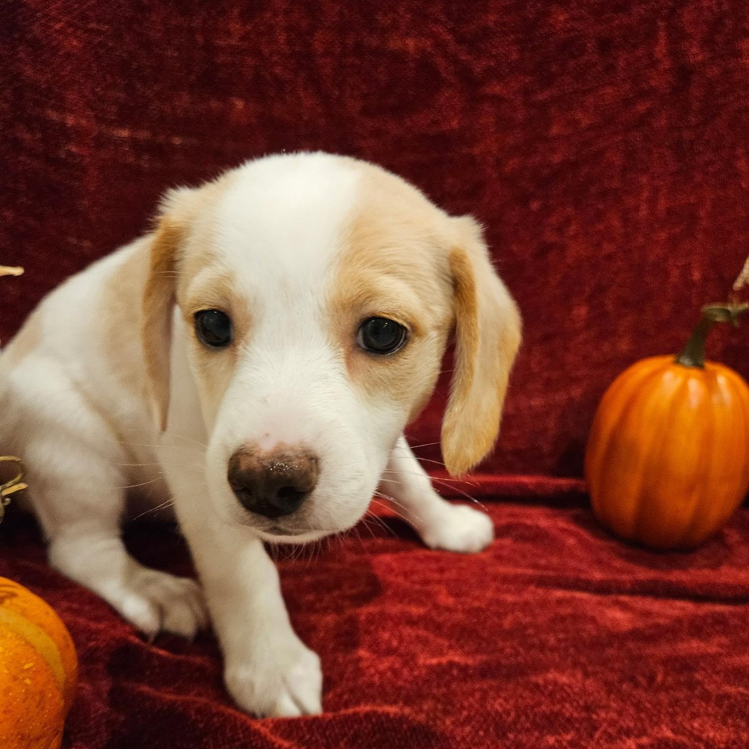 Gouda - a Baby Girl from the Cheese Family!, an adoptable Beagle, Pomsky in Buford, GA, 30519 | Photo Image 1
