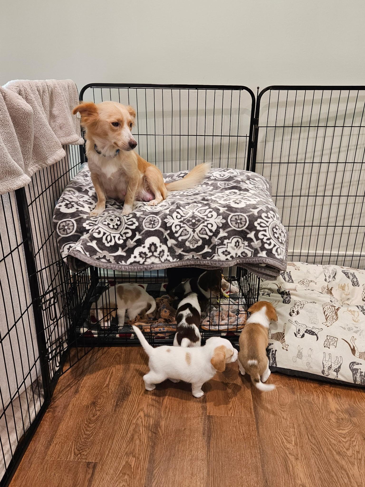 Gouda - a Baby Girl from the Cheese Family!, an adoptable Beagle, Pomsky in Buford, GA, 30519 | Photo Image 5