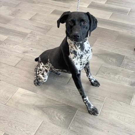Fritz, adopted, Adult Male German Shorthaired Pointer.