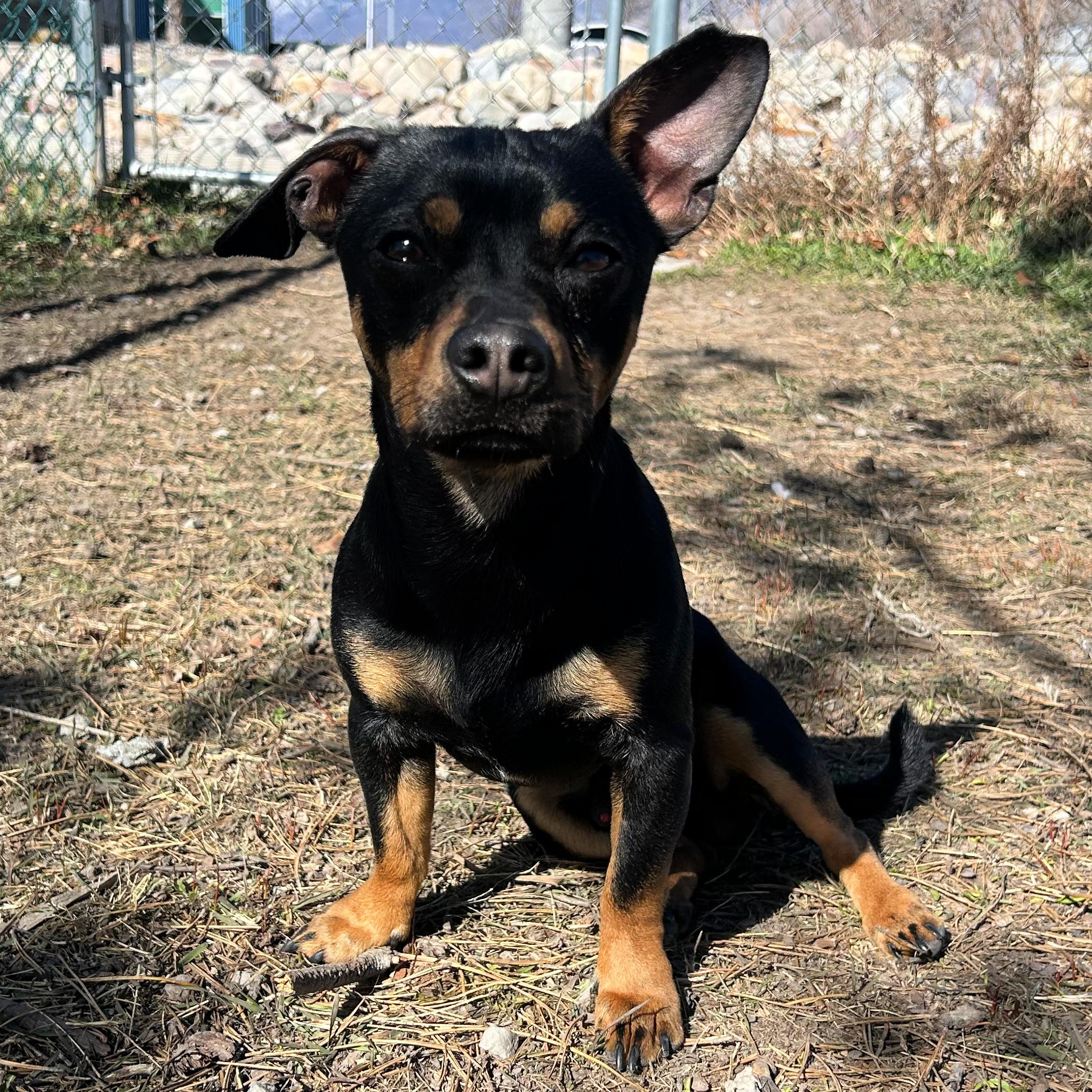 Enlarge Kenny, an adopted mixed breed in Lindon, UT image 3/5