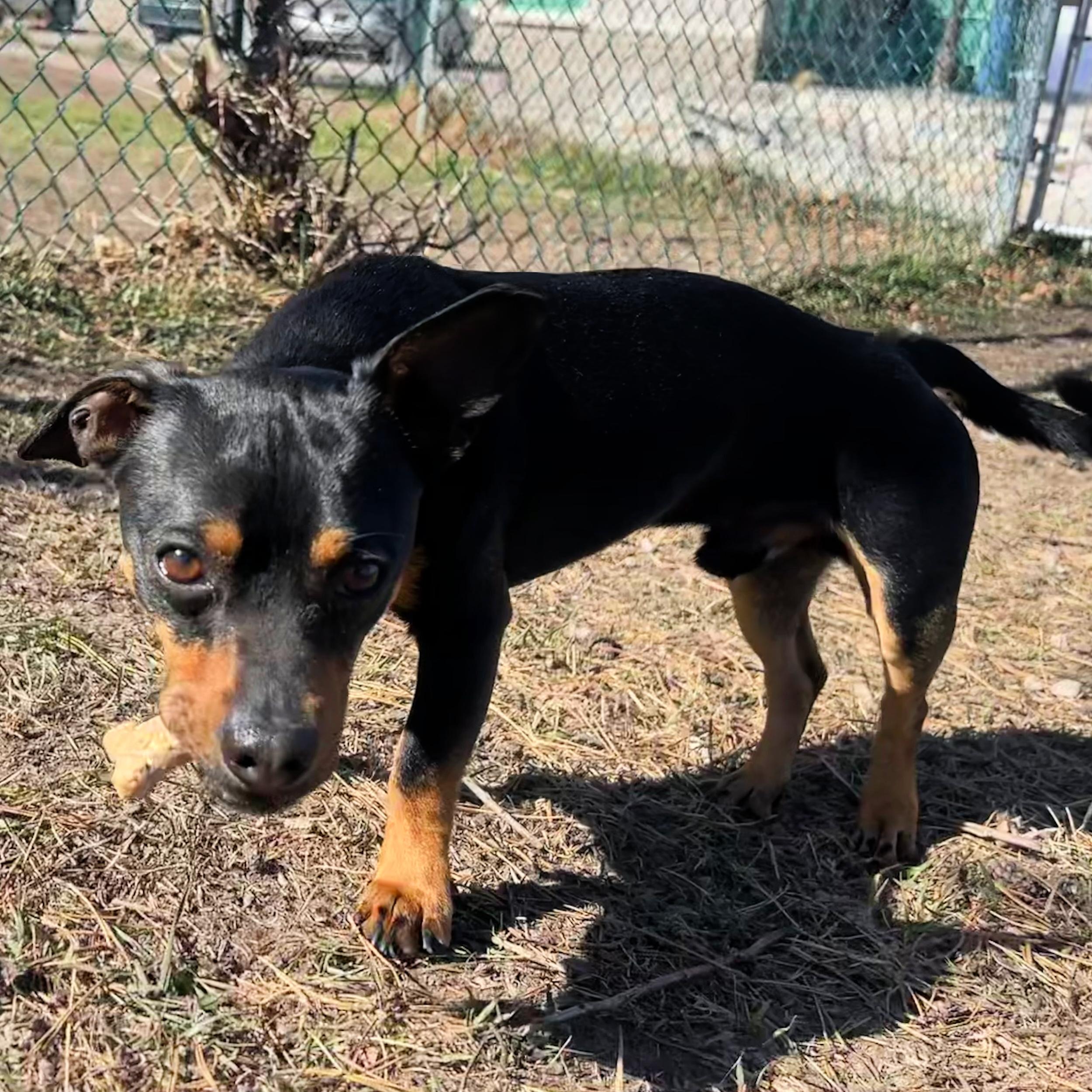Enlarge Kenny, an adopted mixed breed in Lindon, UT image 4/5