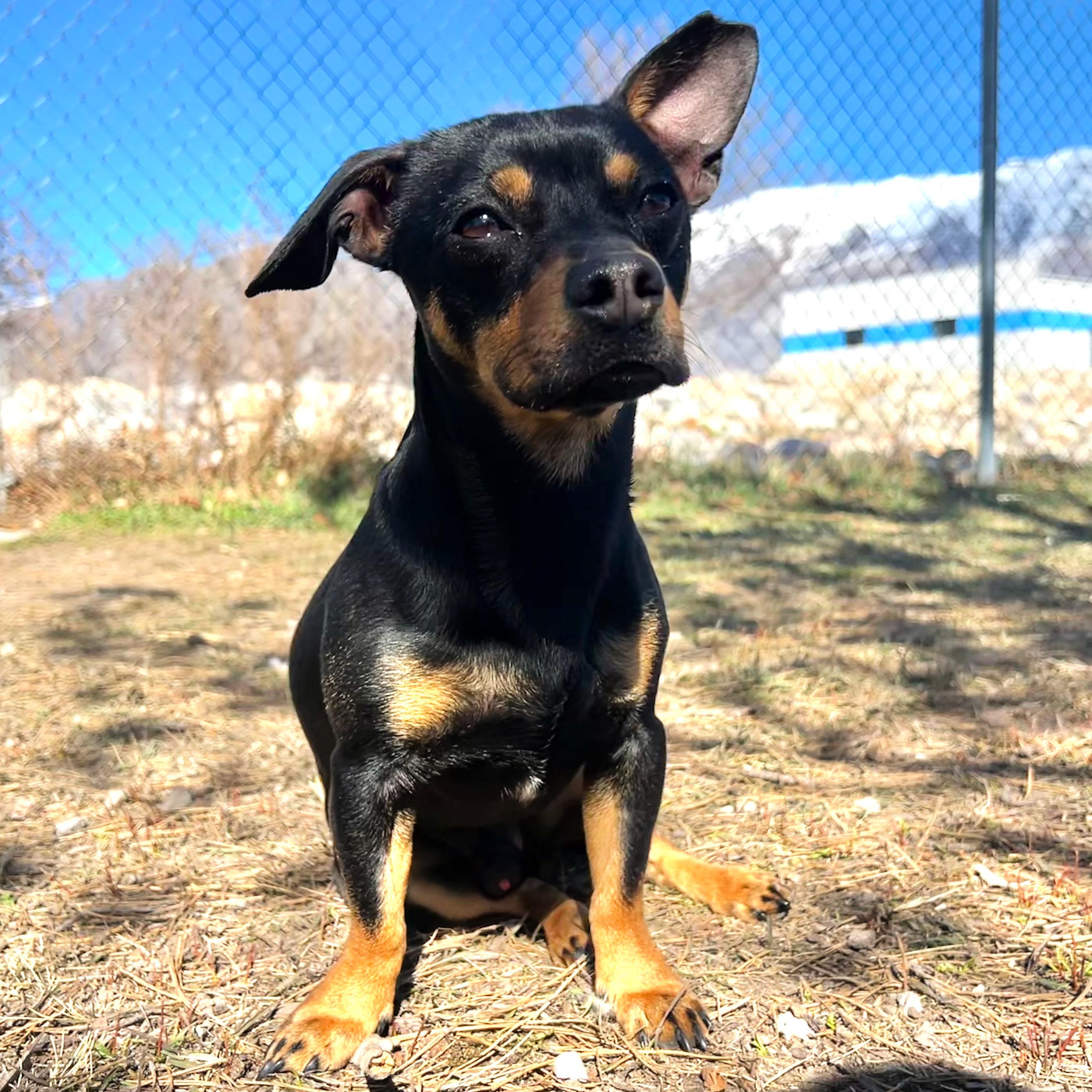 Enlarge Kenny, an adopted mixed breed in Lindon, UT image 1/5