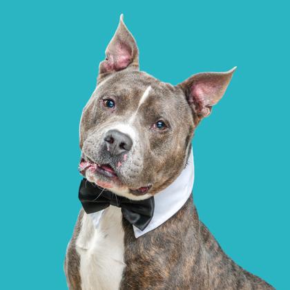 Enlarge Nipsy Hustle, a Adoptable mixed breed in Mount Holly, NJ image 1/3