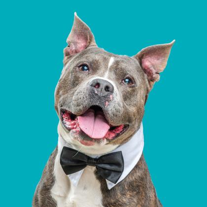 Enlarge Nipsy Hustle, a Adoptable mixed breed in Mount Holly, NJ image 2/3