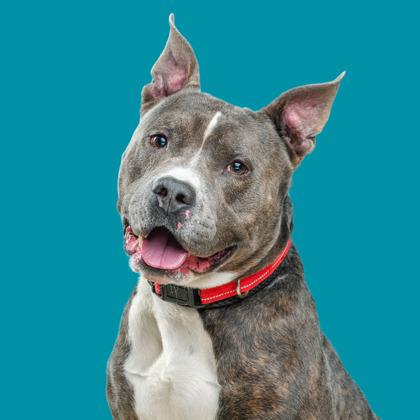 Enlarge Nipsy Hustle, a Adoptable mixed breed in Mount Holly, NJ image 3/3