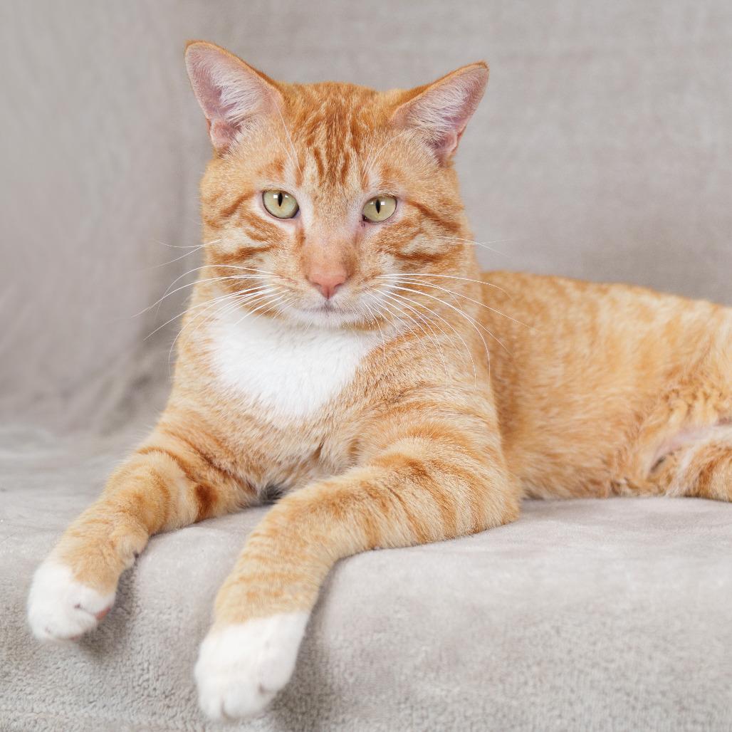 Enlarge Bilbo, a Adoptable Domestic Short Hair in Sunnyvale, CA image 1/2